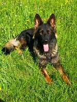 Barclay fortis lupus